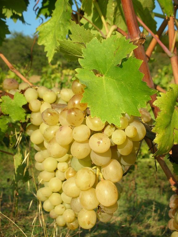 Podere Le Chiuse Sovana Zewnętrze zdjęcie